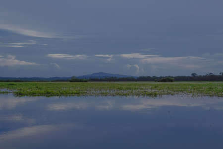 Kaw Marsh, Marais de Kaw, forested mountain in background under a moody sky in evening, French Guiana, Franceの写真素材