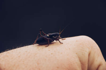 A closeup of a locust sitting on a person's hand with a dark backgroundの写真素材