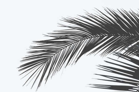 A close shot of palm tree leaf with a white background