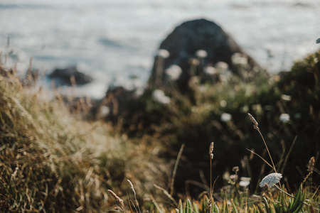 A closeup shot of a seashore with flowers with the sea on the background