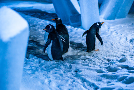A beautiful shot of a group of small adorable gentoo penguins in a snowy area