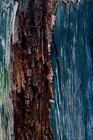 A vertical shot of blue rotten woodの写真素材
