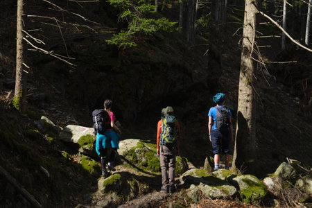 A group of friends with backpacks  hiking in the woodsの写真素材