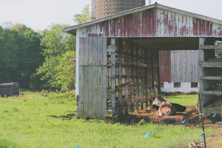 A rusty old wooden barn with a cow laying inside at a farm with grass aroundの写真素材