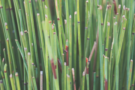 A closeup shot of cut puzzle glass in a forestの写真素材