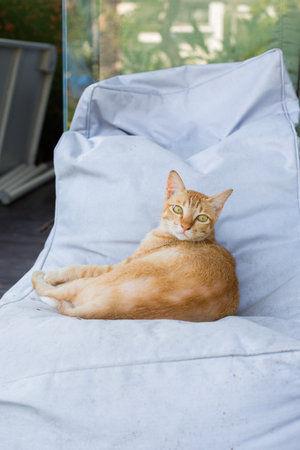 A vertical selective closeup shot of an orange tabby cat on a white outdoor furniture