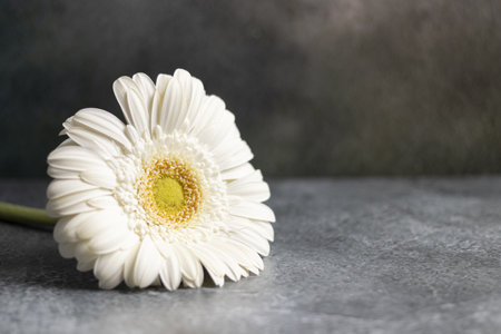 A closeup shot of a daisy flower on a concrete surfaceの写真素材