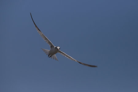Fishing Least tern, Sternula antillarum, in flight as it searches the sea for prey. Kourou, French Guiana,の写真素材