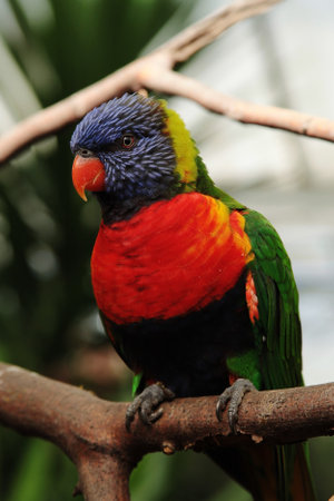 A vertical closeup shot of a parrot with red, blue and green feathers