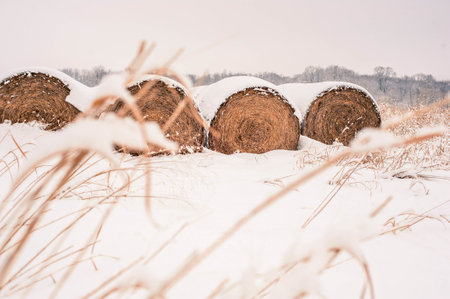 A beautiful shot of snow-covered wooden logs in a large snowy field in the countrysideの写真素材