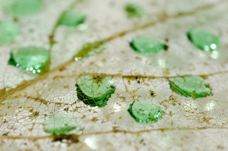 A closeup shot of green droplets on the surface of a dry transparent leaf