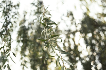 A selective focus shot of a willow branch with a the blurry willow tree in the backgroundの写真素材