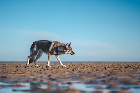 A wide selective shot of a concentrated brown and white wolfdog walking on a brown ground
