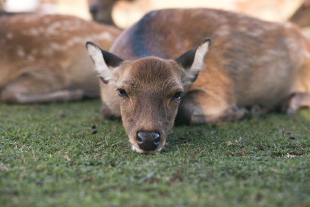 A selective focus shot of a deer lying on green grassの写真素材