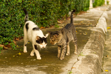 A beautiful view of two feral cats about to affectionately headbutt each other on a street sidewalkの写真素材