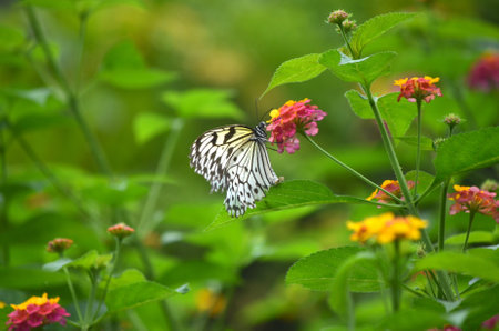 A close shot of a white butterfly sitting on a purple flower with a blurred background