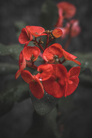 A closeup vertical shot of a Crown-of-thorns