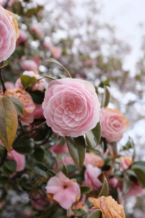 A selective closeup shot of a beautiful pink flower with a blurry background at daytimeの写真素材