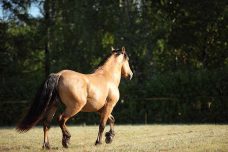 A brown horse in a summer fieldの写真素材