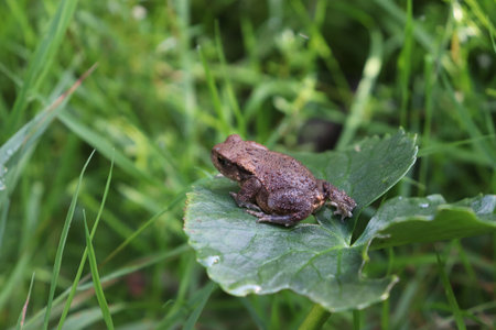 A selective closeup shot of a brown frog on a green leaf in a field of grass