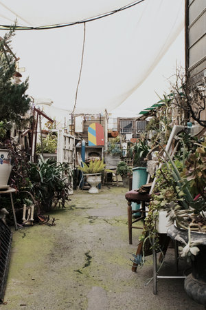 A collection of different types of plants in ceramic pots at a green shop