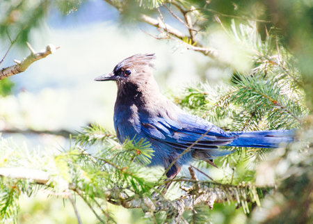 A closeup of a blue jay bird standing on a branch with a blurred natural background at day timeの写真素材
