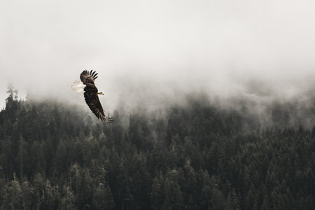A beautiful shot of a bald eagle flying above the forest with fogの写真素材
