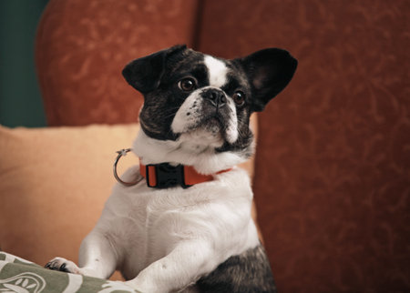A selective closeup shot of a cute black and white Boston terrier dog on the background of red couchの写真素材