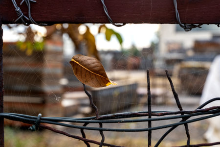A selective focus shot of barbed wire fenceの写真素材