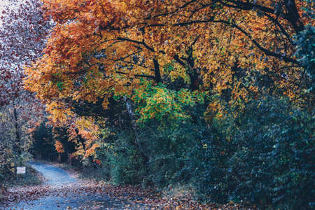 A wide shot of trees with orange and green leaves during fall