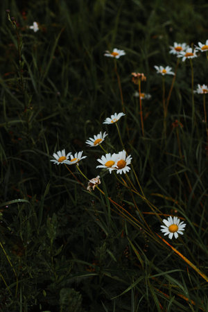 A vertical selective closeup shot of white chamomiles in a fieldの写真素材