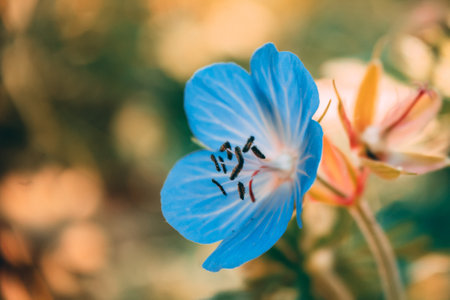 A selective closeup shot of a blue petaled flowerの写真素材