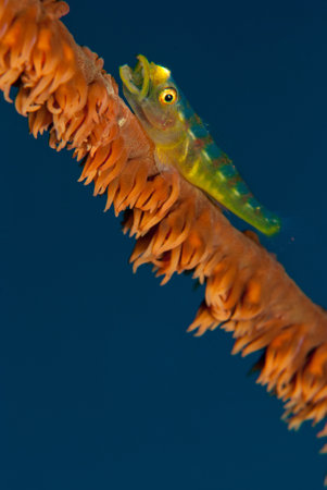 Fish on Whip Coral tropical reefの写真素材