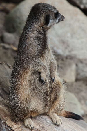 A closeup of a brown meerkat Suricata suricatta sitting on a dead tree branchの写真素材