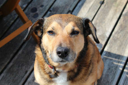 A portrait of a cute friendly domestic dog posing for the camera