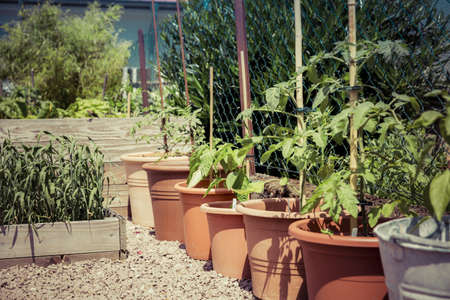 A close shot of plant pots with a blurred background at daytimeの写真素材