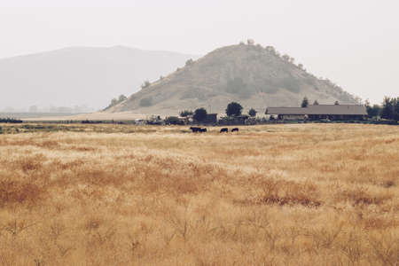 A beautiful shot of a large dry field with kettle grazing the grass
