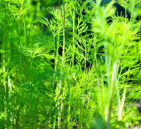 A vertical closeup of green grassの写真素材