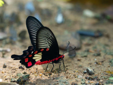 A closeup shot of a beautiful butterfly in natureの写真素材