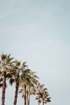 A beautiful shot of tropical palm trees on a white backgroundの写真素材