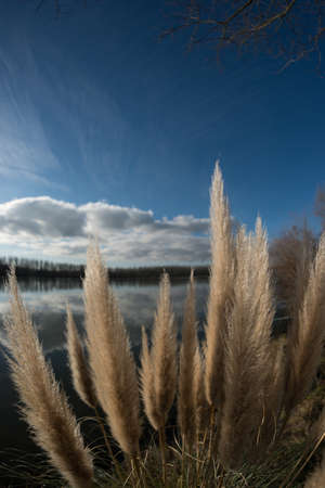 A close up shot of Japanese pampas grass near the lakeの写真素材