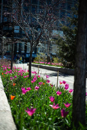 A beautiful vertical shot purple and orange flowers and green plantsの写真素材