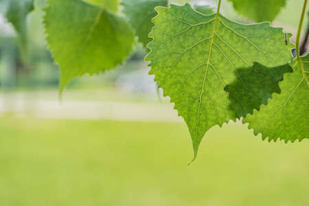 A beautiful natural leafy plant background or wallpaper - perfect for nature-related article/posts