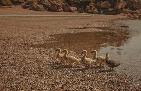 A selective shot of yellow ducks on a pebbly seashoreの写真素材