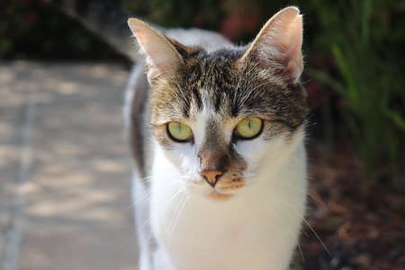 A selective closeup shot of a white and brown furry cat with yellow eyes