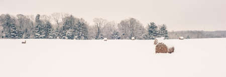 A panoramic shot of the beautiful countryside scenery during Winter in Pennsylvaniaの写真素材