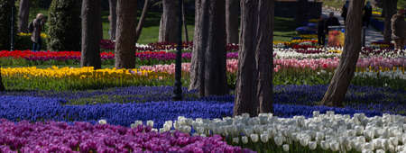 A panoramic shot of a beautiful colorful flowers gardenの写真素材