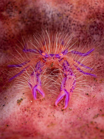 A vertical macro shot of a purple crab in a pink surfaceの写真素材