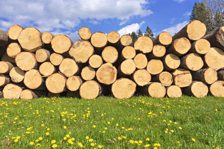 A low angle shot of the logs of wood piled up on a grass-covered meadow on a sunny dayの写真素材