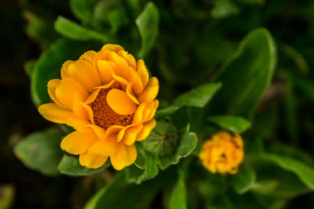 A selective focus shot of a yellow calendula flowerの写真素材